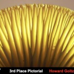 Close-up view of golden-yellow gills of an Elm Oyster mushroom (Hypsizygus ulmarius), radiating from the stem toward the cap edge. The gills are lit from behind, highlighting their ridged texture. The entry is labeled “3rd Place Pictorial – Howard Goltz.”
