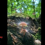 Close-up of Mycena haematopus mushrooms parasitized by Spinellus fungus, showing fine, hair-like sporangia radiating from the caps. Photographed on a mossy log in a sunlit forest. The entry is labeled “1st Place Tied – Pictorial – Marge Carr-Oxley.”
