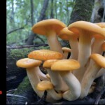 Cluster of bright orange Jack-o’-Lantern mushrooms (Omphalotus species) growing at the base of a tree in a forest, photographed close-up from ground level. The entry is labeled “1st Place Tied – Pictorial – Charles Kilmers.”