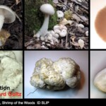 Collage of Entoloma abortivum, also known as Shrimp of the Woods, showing parasitized and normal mushroom forms, gills, spore print, and clusters on the forest floor. The entry is labeled “Honorable Mention – Scientific – Howard Goltz.”