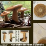 Collage of Tricholoma aurantium mushrooms showing caps, gills, stems, spore print, and their pine forest habitat. The entry is labeled “Honorable Mention – Scientific – Nan Etzwiler.”