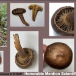 Collage of Chroogomphus ochraceus mushrooms showing various views, including caps, gills, stems, and their pine forest habitat. The entry is labeled “Honorable Mention – Scientific – Nan Etzwiler.”