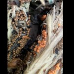 Close-up of Trichia varia slime mold with clusters of small, spherical sporangia in shades of orange and brown growing on decaying plant material. The entry is labeled “5th Place – Scientific – Kaitlin Osburn.”