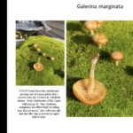 Collage of Galerina marginata mushrooms growing in a moss patch, including close-ups of caps, gills, and stem features, along with a rust-colored spore print. The entry is labeled “4th Place – Scientific – Philip Mitchell.”