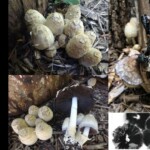 Collage of Coprinopsis variegata mushrooms at various stages, including young clustered caps, mature specimens with inky gills, and spore prints. The entry is labeled “3rd Place – Scientific – John Lamprecht.”