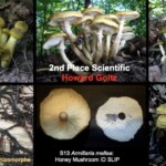 Collage of scientific documentation images of Armillaria mellea (honey mushrooms), including clusters growing on wood, close-ups of caps and gills, spore print, and rhizomorphs. The entry is labeled “2nd Place – Scientific – Howard Goltz.”