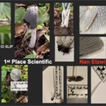 Collage of scientific documentation images of Coprinopsis lagopus mushrooms, including close-ups of caps, gills, stems, and spore prints, alongside measurement scales. The entry is labeled “1st Place – Scientific – Nan Etzwiler.”