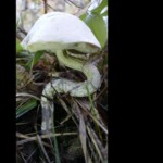 A white-capped mushroom growing among forest floor debris, with a green snake coiled around its stem. The entry is labeled “5th Place – Other – Jane Onorati – ‘Dodged a Bullet!’”