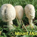 Four white mushrooms with textured caps standing in a grassy field, humorously arranged and titled “Mount Mushmore.” The entry is labeled “3rd Place – Other Tied – Nadine Sehnert.”