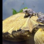 Two small toads perched atop a large, dried mushroom cap with yellow gills visible underneath. The background is softly blurred, drawing focus to the toads and their textured perch. The entry is labeled “1st Place Tied – Other – John Lamprecht – Toad Stool.”