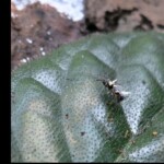 Close-up of a “zombie ant” infected by *Ophiocordyceps* fungus, positioned on a textured green leaf. The fungus emerges from the ant’s body, showcasing the parasitic relationship. The entry is labeled “1st Place Tied – Other – Ron Spinosa – Zombie Ant (*Ophiocordyceps* sp.).”