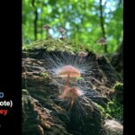 Cluster of small pinkish-brown bonnet mushrooms (*Mycena haematopus*) growing on mossy wood, heavily parasitized by the spiky white threads of *Spinellus* mold. The entry is labeled “Blewit Award – Tied (Highest Vote) – Marge Carr-Oxley – Mycena haematopus parasitized by *Spinellus*.”