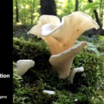 Cluster of angel wings mushrooms (*Pleurocybella porrigens*) with delicate, white, fan-shaped caps growing from moss-covered wood on a forest floor. The entry is labeled “Honorable Mention Pictorial – Kathy Yerich – Angel Wings (*Pleurocybella porrigens*).”