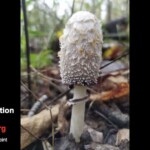 Close-up of a shaggy ink cap mushroom (*Coprinus comatus*), also known as Lawyer’s Wig, with a tall white cap covered in shaggy scales, growing among forest floor debris. The entry is labeled “Honorable Mention Pictorial – Ross Haughberg – Lawyer’s Wig on Point (*Coprinus comatus*).”