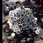 Cluster of bird’s nest fungi (*Cyathus stercoreus*) with small cup-shaped fruiting bodies containing dark peridioles, growing on decaying wood and mulch. The entry is labeled “3rd Place (Tie) Pictorial – Kathy Yerich – *Cyathus stercoreus*.”