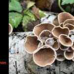Cluster of *Crepidotus* mushrooms with light brown, fan-shaped caps and exposed gills, growing on a fallen birch log. The entry is labeled “3rd Place (Tie) Pictorial – Christine Salomon – *Crepidotus*.”