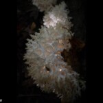 Close-up of *Hericium coralloides* (coral tooth fungus) growing on decaying wood, showing its intricate, white, coral-like branches. The entry is labeled “3rd Place (Tie) Pictorial – Presley Martin – *Hericium coralloides*.”