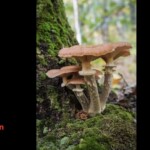 Cluster of honey mushrooms (*Armillaria* species) with tan-brown caps growing from moss-covered wood in a forest setting. The entry is labeled “3rd Place (Tie) Pictorial – Ginge Anderson – Honeys.”