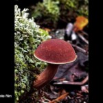 A single *Xerocomellus zelleri* (Red Bolete) mushroom with a deep red cap edged in a thin white rim, growing beside green moss and forest floor debris. The entry is labeled “2nd Place Pictorial – Nan Etzwiler – Red Bolete with White Rim.”