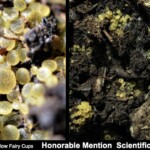 Close-up and habitat views of *Bisporella citrina* (Yellow Fairy Cups), showing clusters of tiny, bright yellow, cup-shaped fungi growing on decaying wood. The entry is labeled “Honorable Mention Scientific – Howard Goltz.”
