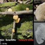 Collage of images showing *Neofavolus alveolaris* (Hexagonal-pored Polypore), including orange-yellow fan-shaped caps growing on mossy wood, a close-up of the distinctive hexagonal pore surface, and a black-and-white spore print. The entry is labeled “Honorable Mention Scientific – Howard Goltz.”