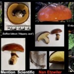 Collage of identification photos for *Suillus luteus* (Slippery Jack), showing its smooth, sticky brown cap, yellow pore surface, stem with partial veil remnants, and measurement images. Includes cross-sections and habitat photos. The entry is labeled “Honorable Mention Scientific – Nan Etzwiler.”