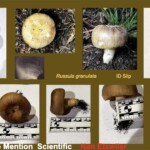 Collage of identification photos for *Russula granulata*, showing whole specimens with tan to yellowish caps, gill and cap close-ups, spore print, and measurement images. The entry is labeled “Honorable Mention Scientific – Nan Etzwiler.”