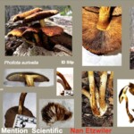Collage of identification photos for *Pholiota aurivella*, showing clusters of golden-yellow mushrooms with scaly caps, brown gills, and yellow stems. Includes close-ups, spore microscopy image, cross-sections, size measurements, and habitat location data. The entry is labeled “Honorable Mention Scientific – Nan Etzwiler.”