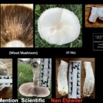 Collage of identification photos for *Agaricus silvaticola* (Wood Mushroom), showing whole specimens, gill and cap close-ups, cross-sections, habitat location data, and size measurements. The entry is labeled “Honorable Mention Scientific – Nan Etzwiler.”