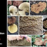 Collage of images showing *Boletinellus merulioides* (Ash Tree Bolete), featuring whole mushrooms with yellow-brown caps, the distinctive honeycomb-like pore surface, habitat views, and a skillet with the mushrooms being cooked. The entry is labeled “Honorable Mention Scientific – Ross Haugsberg.”