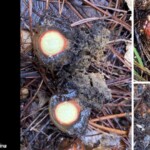 Collage of images showing *Calostoma cinnabarina*, a brightly colored fungus with a red to orange spore sac emerging from a gelatinous outer layer. Photos include close-ups of the fruiting bodies partially covered in soil and pine needles, as well as a hand uncovering them. The entry is labeled “4th Place (Tie) Scientific – Kaitlin Osburn.”