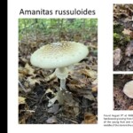 Collage of images showing *Amanita russuloides*, including a mature white-capped mushroom with small warts, young button-stage specimens emerging from leaf litter, and a view of the gills and stem. The base of the stem shows the volva and remnants of the universal veil. The entry is labeled “4th Place (Tie) Scientific – Phillip Mitchell.”