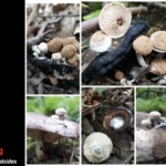 Collage of images showing *Asterophora lycoperdoides*, a parasitic fungus growing on decaying mushrooms. The photos depict clusters of small, tan, powdery-capped fungi emerging from blackened and decomposing mushroom hosts, with close-up views of caps, gills, and spore-covered surfaces. The entry is labeled “4th Place (Tie) Scientific – Ross Haugsberg.”
