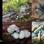 Collage of images showing *Chlorociboria aeruginascens* (Green Stain) fungi, featuring turquoise-green fruiting bodies on decaying wood, the distinctive blue-green staining in cut wood, and close-up views of the cup-like fungi. The entry is labeled “3rd Place Scientific – Claudette Lamprecht.”