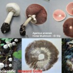 Collage of identification photos for *Agaricus arvensis* (Horse Mushroom), showing whole specimens, cross-sections, pink to dark brown gills, spore print, and habitat images. The entry is labeled “2nd Place Scientific – Howard Goltz.”