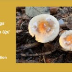 Two round, cream-colored mushrooms with bright orange centers and shiny, moist caps growing among fallen leaves, resembling sunny-side-up eggs. The image is humorously captioned “Two Eggs Fungi-side Up!” and labeled “Honorable Mention Other – Nan Etzwiler.”