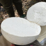 A giant white puffball mushroom sliced in half to reveal its solid white interior, displayed outdoors on a table. The photo is titled “Honorable Mention Other – John Lamprecht – All right who left the lid up.”
