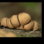 Close-up of a cluster of round, tan mushrooms with textured caps growing on a piece of wood, humorously titled “Chubby Toes” in the photo labeled “4th Place Other – Adriana Gordillo.”