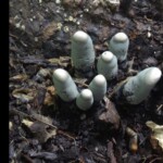 Cluster of blue-gray fungi resembling upright fingers emerging from dark, decaying wood and leaf litter, part of a photo titled “3rd Place Other – Claudette Lamprecht – The zombies are coming.”