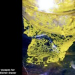 Close-up of bright yellow slime mold (*Physarum polycephalum*) spreading in intricate vein-like patterns from a container, part of a photo titled “2nd Place Other – Ron Spinosa – Pet Slime Mold Poly escapes her confinement to explore a kitchen drawer.”