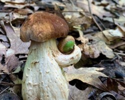1st Place Humor/Other - Blewit Award Close-up of a bolete mushroom with a brown cap and thick, textured stem, humorously clutching a green-capped acorn in a curled section of its stem. Captioned “1st Place Humor/Other – Blewit Award.”