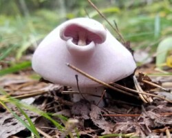 2nd Place Humor/Other Close-up of a pale pink blewit mushroom with a curled, protruding gill edge that humorously resembles a duck’s bill, growing among forest leaf litter and pine needles. Captioned “2nd Place Humor/Other.”