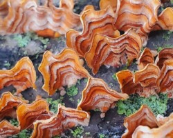 4th Place Humor/Other Close-up of wavy, layered orange and brown bracket fungi resembling strips of cooked bacon, growing on a mossy, lichen-covered log. Captioned “4th Place Humor/Other.”