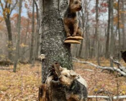 3rd Place Humor/Other Two small terrier dogs perched on large bracket fungi growing from the trunk of a tree in an autumn forest, humorously resembling living “dog stools.” Captioned “3rd Place Humor/Other.”
