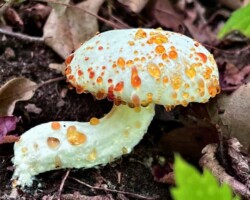 1st Place Pictorial A white mushroom with a curved stem and cap covered in glistening amber droplets, growing among leaf litter. Captioned “Weeping Mushroom – Nan Etzwiler, 1st Place Pictorial.”