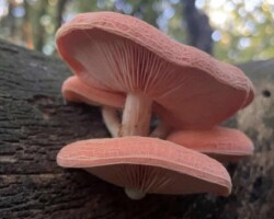 2nd Place Pictorial Two vibrant pink mushrooms with gilled undersides growing from a dark, mossy log, captured from a low angle with soft forest light in the background. Captioned “Pretty in Pink – Shane Brown, 2nd Place Pictorial.”