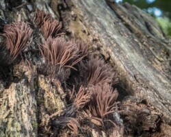 3rd Place Pictorial Clusters of chocolate tube slime mold (Stemonitis splendens) with tall, brown, hair-like sporangia growing on decaying wood. Captioned “3rd Place Pictorial.”