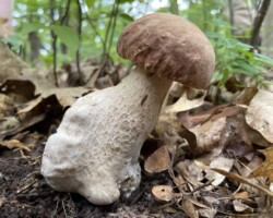 4th Place Pictorial Close-up of a bolete mushroom with a brown, velvety cap and thick, textured white stem, growing among dry leaves on the forest floor. Captioned “All the Textures – Nikki Miller, 4th Place Pictorial.”