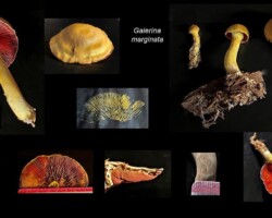 Honorable Mention Scientific Collage of Galerina marginata mushrooms showing multiple perspectives, including whole specimens in habitat, cap top and underside, gill structure, cross-sections, stem texture, and spore print. Features yellow-brown caps with rusty brown gills and fibrous stems. Includes GPS coordinates and elevation, captioned “Galerina marginata – Nan Etzwiler, Honorable Mention Scientific.”
