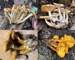 2nd Place Scientific Collage of different mushroom species exhibiting a cespitose growth habit, where multiple fruitbodies share a fused stem base and grow in dense clusters. Images show variations in cap color and texture, including tan, white, brown, and bright yellow specimens, in both natural woodland settings and close-up views. Captioned “Cespitose: a feature of some macrofungi sharing a common fused stem attachment point forming dense clusters of fruitbodies – John Lamprecht, 2nd Place Scientific.”